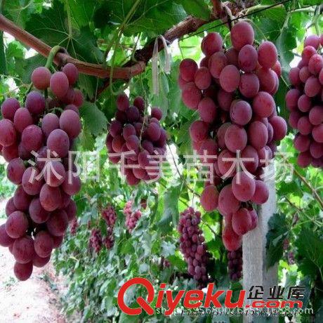 葡萄苗直銷 美國紅提苗 優(yōu)質(zhì)葡萄苗 暢銷葡萄品種 葡萄苗 紅提原始圖片3