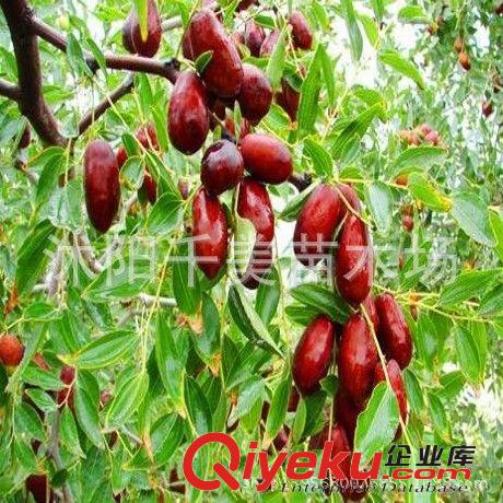 葡萄苗直銷 美國紅提苗 優(yōu)質(zhì)葡萄苗 暢銷葡萄品種 葡萄苗 紅提