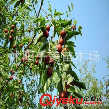 國光大棗苗 直銷棗樹苗 紅棗樹苗 嫁接果樹苗 掛果多 苗圃苗原始圖片2