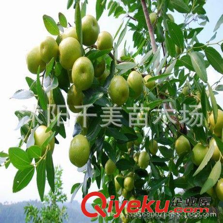 國光大棗苗 直銷棗樹苗 紅棗樹苗 嫁接果樹苗 掛果多 苗圃苗原始圖片3