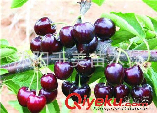 國光大棗苗 直銷棗樹苗 紅棗樹苗 嫁接果樹苗 掛果多 苗圃苗