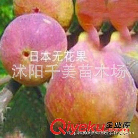 批發高羊茅草坪草籽 高羊茅種子 別墅草種 草坪種子 發芽率高