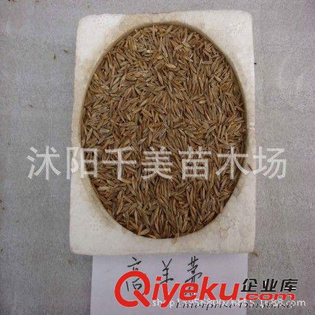 草坪種子/地毯草/大葉油草 抗病抗旱 斜坡路邊水土保持運動場所
