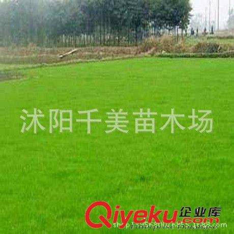 批發高羊茅草坪草籽 高羊茅種子 別墅草種 草坪種子 發芽率高原始圖片2