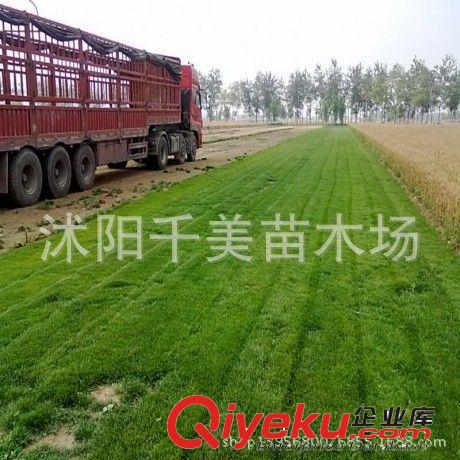批發高羊茅草坪草籽 高羊茅種子 別墅草種 草坪種子 發芽率高原始圖片3