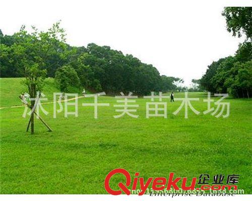 草坪種子/地毯草/大葉油草 抗病抗旱 斜坡路邊水土保持運動場所