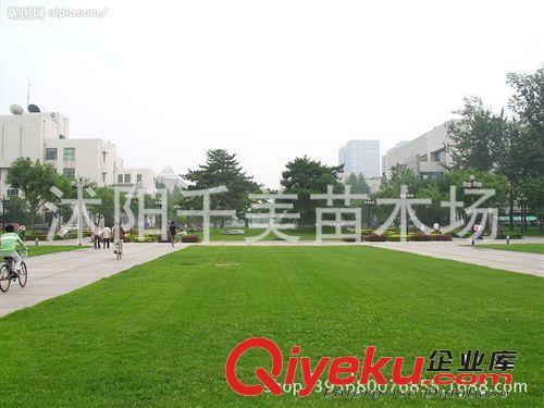 草坪種子/地毯草/大葉油草 抗病抗旱 斜坡路邊水土保持運動場所