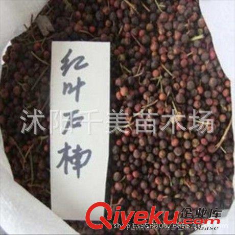 草坪種子/地毯草/大葉油草 抗病抗旱 斜坡路邊水土保持運動場所