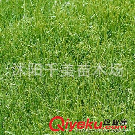 進口馬尼拉草坪種子 早熟禾草坪種子 四季青草種 耐寒耐旱耐踩踏