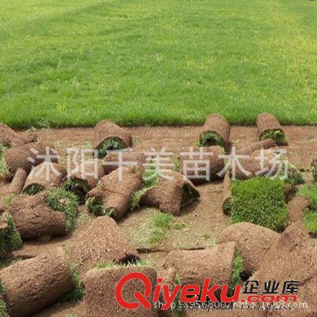 進口馬尼拉草坪種子 早熟禾草坪種子 四季青草種 耐寒耐旱耐踩踏
