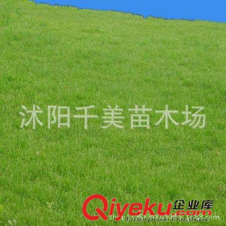 進口馬尼拉草坪種子 早熟禾草坪種子 四季青草種 耐寒耐旱耐踩踏