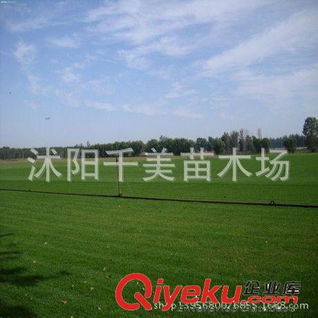 當年新采苗木樹種美國紅楓樹種子 日本紅楓苗 紅花槭 歐洲紅楓