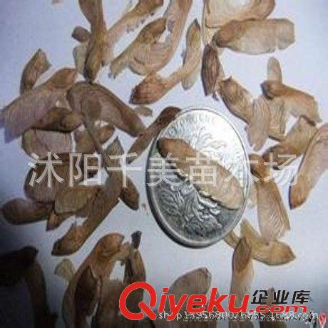 當年新采苗木樹種美國紅楓樹種子 日本紅楓苗 紅花槭 歐洲紅楓