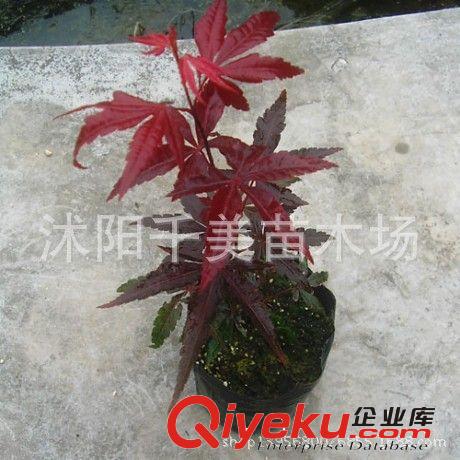 當年新采苗木樹種美國紅楓樹種子 日本紅楓苗 紅花槭 歐洲紅楓原始圖片3