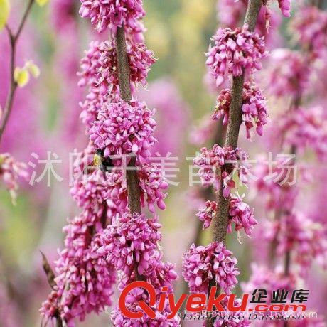 當年新采苗木樹種美國紅楓樹種子 日本紅楓苗 紅花槭 歐洲紅楓