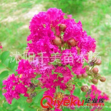 直銷日本櫻花小苗 低價出售 櫻花種苗 行道樹 綠化苗木1