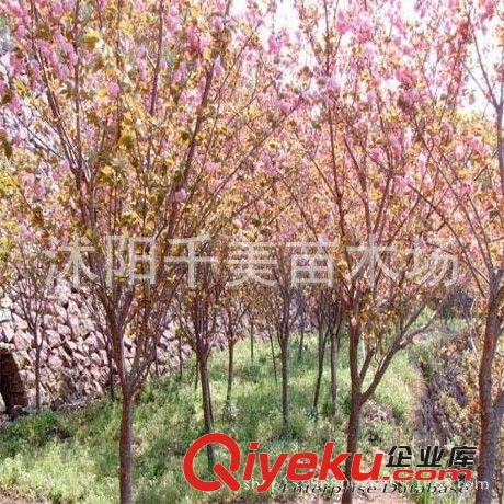 直銷日本櫻花小苗 低價出售 櫻花種苗 行道樹 綠化苗木1