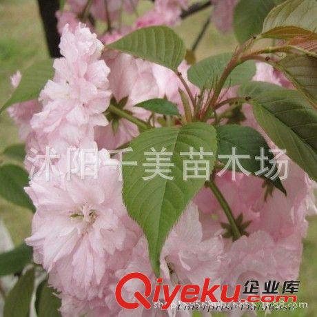 直銷日本櫻花小苗 低價出售 櫻花種苗 行道樹 綠化苗木1原始圖片2