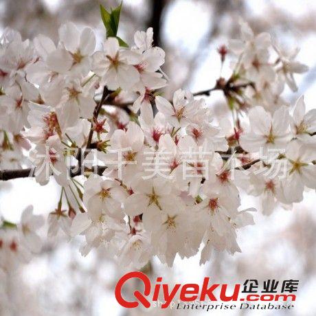直銷日本櫻花小苗 低價出售 櫻花種苗 行道樹 綠化苗木1原始圖片3