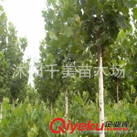 2米法桐樹，速生法桐樹苗，兩米以上法桐批發 小苗 法桐樹苗