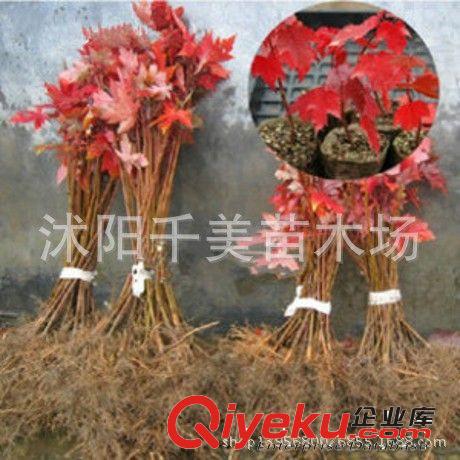 日本紅楓苗批發 園林綠化苗木 紅楓嫁接樹苗 喬木 紅楓小苗