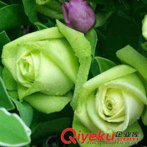 當(dāng)年開花 地栽盆栽玫瑰花苗 植物花卉3年壯苗 綠衣 紫色玫瑰