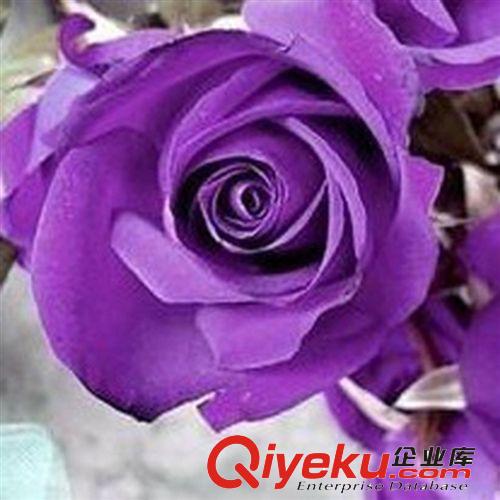 當(dāng)年開花 地栽盆栽玫瑰花苗 植物花卉3年壯苗 綠衣 紫色玫瑰原始圖片2
