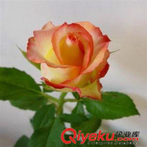 當(dāng)年開花 地栽盆栽玫瑰花苗 植物花卉3年壯苗 綠衣 紫色玫瑰原始圖片3