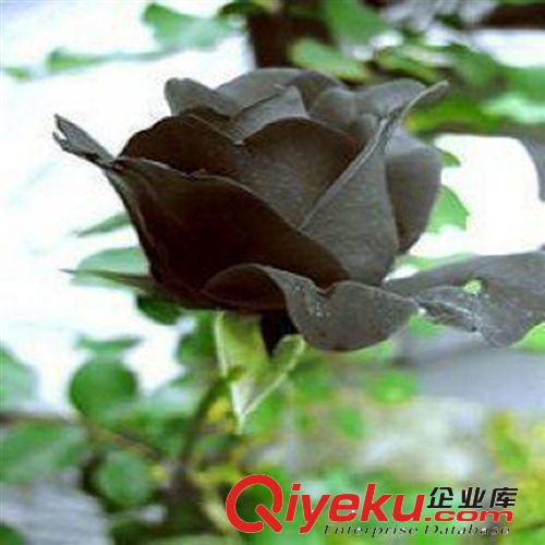 當(dāng)年開花 地栽盆栽玫瑰花苗 植物花卉3年壯苗 綠衣 紫色玫瑰