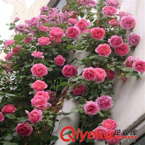 大花 玫瑰型 精品花紅月季苗 品種月季 安吉拉 月季 月季批發(fā)