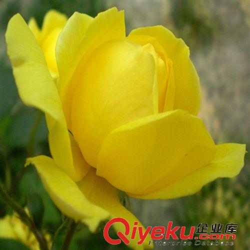 大花 玫瑰型 精品花紅月季苗 品種月季 安吉拉 月季 月季批發(fā)原始圖片2