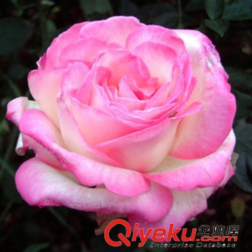 大花 玫瑰型 精品花紅月季苗 品種月季 安吉拉 月季 月季批發(fā)原始圖片3