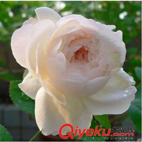 歐月 藤本月季 攀緣月季 伊甸園 保證品種 當年開花