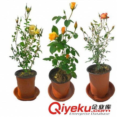 盆栽微型月季 微型玫瑰苗 五彩月季 鉆石月季苗 觀花植物