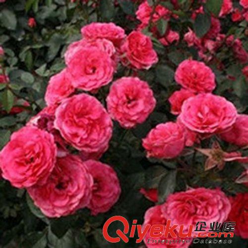 微型月季花頭多盆栽花卉 藝術家多頭玫瑰花苗鉆石玫瑰月季