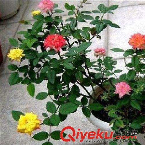 歐月 月季花苗 月季盆栽 歐洲藤本月季 庭院植物 月季苗包成活
