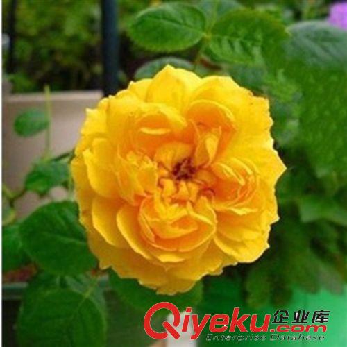銀桂桂花小苗 移栽苗 根系好 易成活批發(fā)價(jià) 當(dāng)年開花