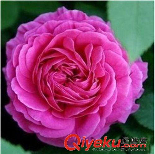 歐月 月季花苗 月季盆栽 歐洲藤本月季 庭院植物 月季苗包成活原始圖片2