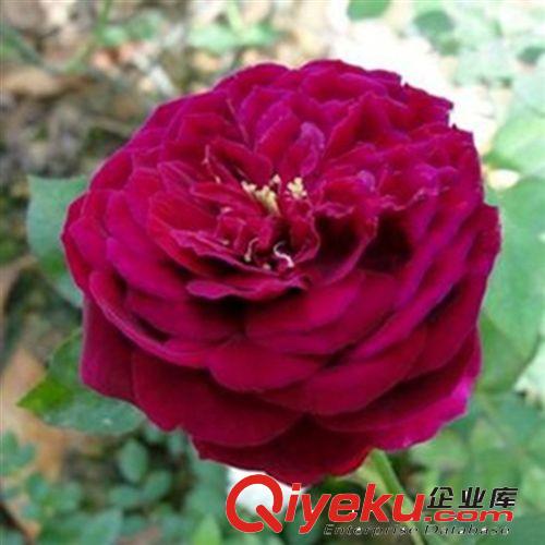 歐月 月季花苗 月季盆栽 歐洲藤本月季 庭院植物 月季苗包成活原始圖片3