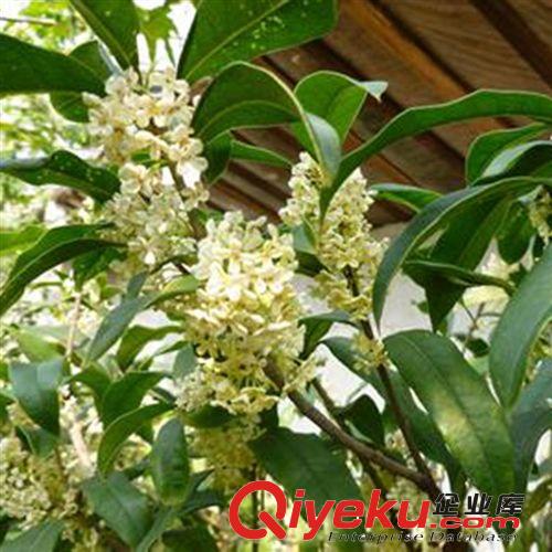 沉香桂樹苗/桂花樹苗/沉香桂小苗 盆栽地栽均可 量大包郵現(xiàn)起發(fā)貨