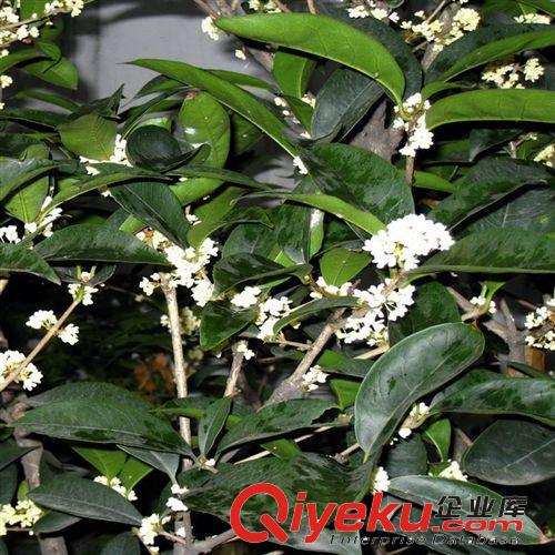 銀桂桂花小苗 移栽苗 根系好 易成活批發(fā)價(jià) 當(dāng)年開花原始圖片2