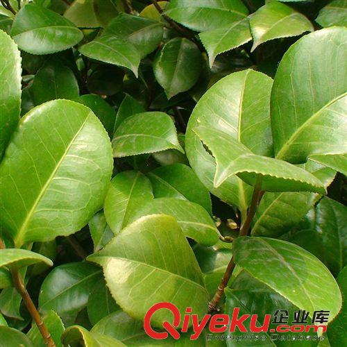 銀桂桂花小苗 移栽苗 根系好 易成活批發(fā)價(jià) 當(dāng)年開花原始圖片3