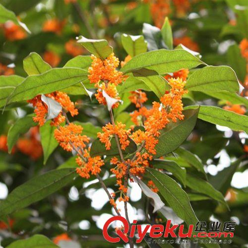 沉香桂樹苗/桂花樹苗/沉香桂小苗 盆栽地栽均可 量大包郵現(xiàn)起發(fā)貨