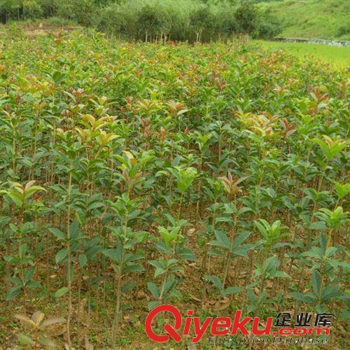 沉香桂樹苗/桂花樹苗/沉香桂小苗 盆栽地栽均可 量大包郵現(xiàn)起發(fā)貨原始圖片3