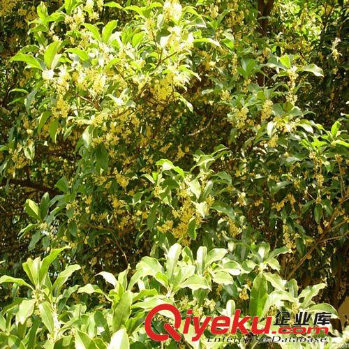 zz金桂 桂花小苗 移栽苗 根系好盆栽地栽都可 易成活現起苗