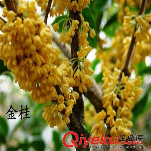zz金桂 桂花小苗 移栽苗 根系好盆栽地栽都可 易成活現起苗