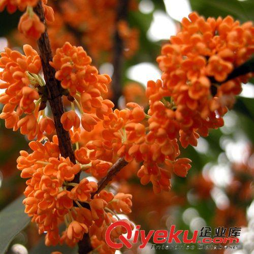 桂花苗批發零售 桂花樹苗綠化庭院 四季桂花樹苗 多季開花芬芳