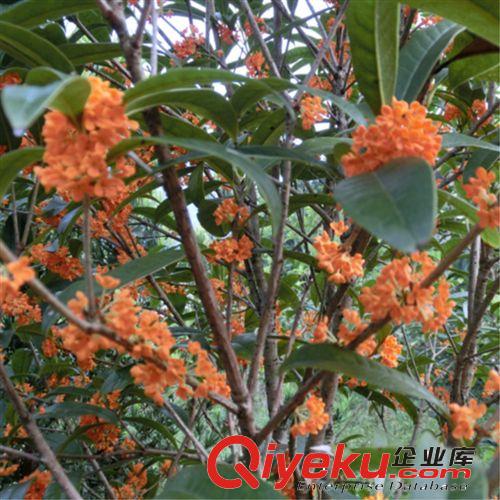 批發(fā)丹桂樹苗/桂花樹苗/丹桂小苗/朱砂丹桂/朱砂紅桂花/量大包郵