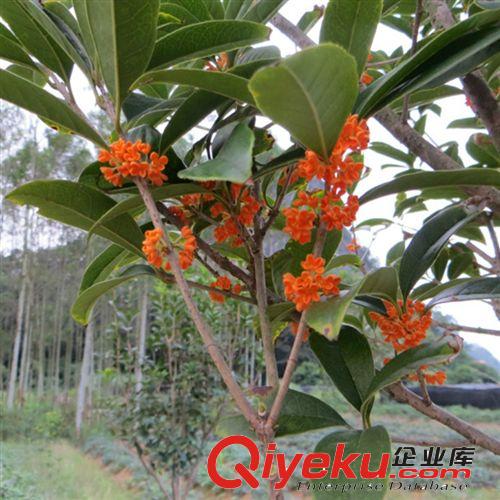 批發(fā)丹桂樹苗/桂花樹苗/丹桂小苗/朱砂丹桂/朱砂紅桂花/量大包郵