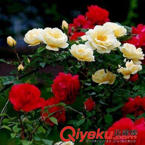 批發多花薔薇花苗320天循環開花 爬藤植物盆栽花卉庭院5年苗